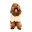 FuzzYard Urban Cotton Dog Hoodie, Buttermilk