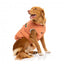 Cotton padded dog coat FuzzYard Ashbury in peach