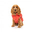 Cotton padded dog coat FuzzYard Ashbury in vintage red