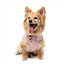 FuzzYard padded dog bomber jacket in pink