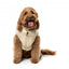 FuzzYard East Harlem puffer dog coat in tan