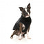 FuzzYard Fitzroy Sherpa Dog Gilet, Black