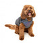 FuzzYard Flash reflective dog jacket with harness