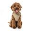 FuzzYard Horizon Dog Jacket with Built-In Harness, Taupe
