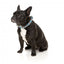 FuzzYard Ahoy There! neoprene dog collar (size XS)