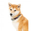 Neoprene dog collar FuzzYard Bel Air