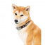 Neoprene dog collar FuzzYard Bel Air