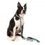 FuzzYard Dreamtime Koalas neoprene dog collar (size M)