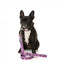 FuzzYard Fiesta neoprene dog collar (size S)
