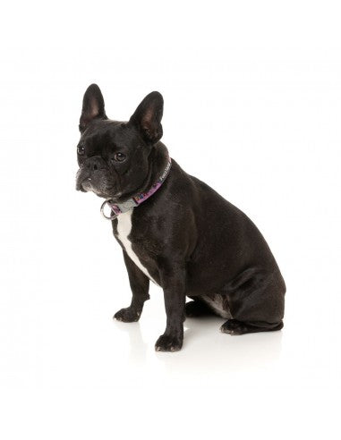 FuzzYard Fiesta neoprene dog collar (size XS)