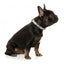 FuzzYard Go Bananas neoprene dog collar (size S)