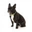 FuzzYard Sk8ter Gator neoprene dog collar (size XS)