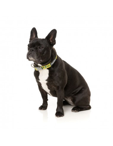 FuzzYard Sk8ter Gator neoprene dog collar (size XS)
