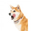 FuzzYard SuShiba neoprene dog collar (size L)