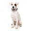 FuzzYard Bubblegum Burst neoprene dog collar (size S)