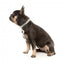 FuzzYard Carioca neoprene dog collar (size M)