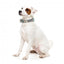 FuzzYard Carioca neoprene dog collar (size S)