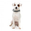 FuzzYard Fitzroy neoprene dog collar (size S)
