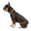 FuzzYard Fitzroy neoprene dog collar (size S)