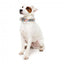 FuzzYard Fresh Zest neoprene dog collar (size L)