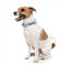 FuzzYard Mint Fizz neoprene dog collar (size M)