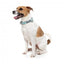 FuzzYard Mint Fizz neoprene dog collar (size S)