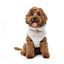 FuzzYard Frosted Teddy Plush Dog Jumper in Latte
