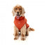 Embroidered dog jumper FuzzYard Smiley in rust