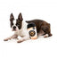 FuzzYard Barkrista Puppuccino Coffee Cup Plush Dog Toy with Squeaker