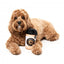 FuzzYard Barkrista Puppuccino Coffee Cup Plush Dog Toy with Squeaker