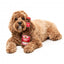 FuzzYard Barking Beer Bottle Plush Dog Toy with Squeaker