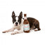 FuzzYard Drool Light Beer Bottle Plush Dog Toy with Squeaker