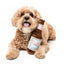 FuzzYard Drool Light Beer Bottle Plush Dog Toy with Squeaker