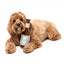 FuzzYard Drool Light Beer Bottle Plush Dog Toy with Squeaker