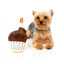 FuzzYard birthday cupcake plush dog toy with squeaker
