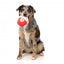 Squeaky plush dog toy FuzzYard Cupcake You're Pawsome