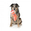 Christmas Plush Dog Toy FuzzYard Bacon-ing Xmas
