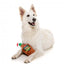 FuzzYard Christmas Brandy Christmas plush dog toy