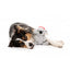 FuzzYard Coco Koala Christmas plush dog toy, size L