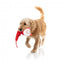 Christmas plush dog toy FuzzYard So Long Santa