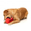 Squeaky plush dog toy FuzzYard Aussie Football