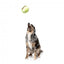 Squeaky plush dog toy FuzzYard Tennis Ball