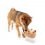 FuzzYard Happybaras Capy-Tain Plush Dog Toy with Squeaker