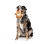 FuzzYard Happybaras Capy-Tain Plush Dog Toy with Squeaker