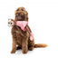 FuzzYard Lankies Billie The Bear-Larina Long-Limbed Plush Dog Toy