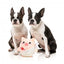 FuzzYard Love Cu-pig plush dog toy, cupid piglet