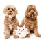 FuzzYard Love Cu-pig plush dog toy, cupid piglet