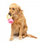 FuzzYard Love Diamond In The Ruff Ring plush dog toy, diamond ring