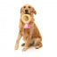 FuzzYard Love Diamond In The Ruff Ring plush dog toy, diamond ring