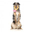 FuzzYard Love Diamond In The Ruff Ring plush dog toy, diamond ring